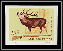 Red Deer (Cervus elaphus)