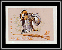 Great Bustard (Otis tarda)