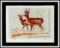 Roe Deer (Capreolus capreolus)
