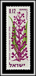 Lax-flowered Orchid (Anacamptis laxiflora)