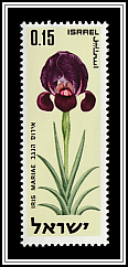 Negev Iris (Iris mariae)