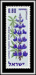 Blue Lupine (Iris mariae)