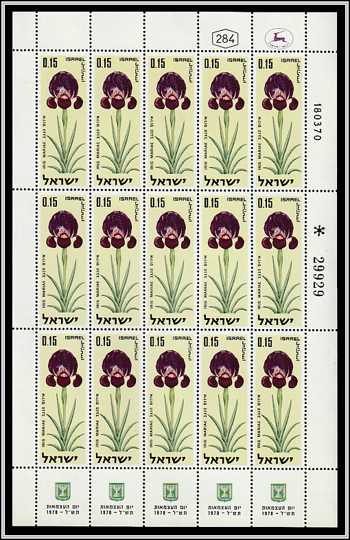 Negev Iris (Iris mariae)