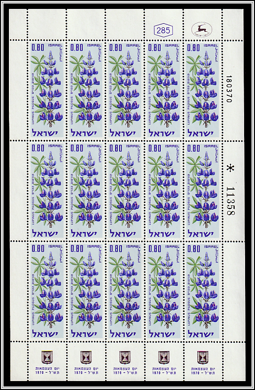 Blue Lupine (Iris mariae)