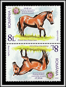 Creole Horse, Uruguay Tête-bêche Type I