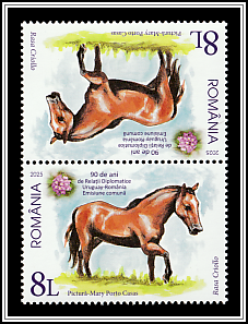 Creole Horse, Uruguay Tête-bêche Type II