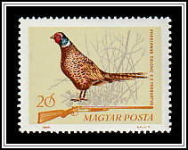 Common Pheasant  (Phasianus colchicus)