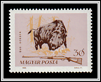 Wild Boar (Sus scrofa)