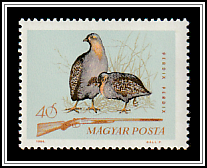 Grey Partridge (Perdix perdix)
