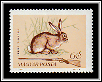 Mountain Hare (Lepus timidus)