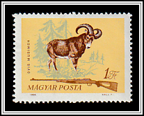Mouflon (Ovis musimon)
