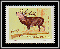 Red Deer (Cervus elaphus)