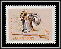 Great Bustard (Otis tarda)
