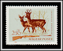 Roe Deer (Capreolus capreolus)