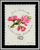 J. H. Hale Peach Blossom
