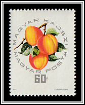 Magyar Kajszi Apricot