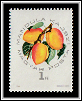 Mandula Kajszi Apicot