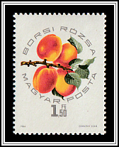 Borsi Rózsa Apricot