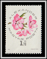 Alexander Apricot Blossom