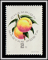 Champion Apricot