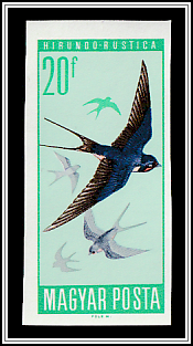 Barn Swallow (Hirundo rustica)
