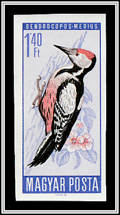 Middle Spotted Woodpecker (Dendrocopos medius)
