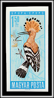 Eurasian Hoopoe (Upupa epops)