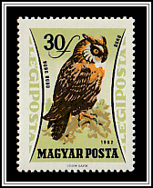 Eurasian Eagle-owl (Bubo bubo)