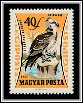 Osprey (Pandion haliaetus)