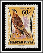 Western Marsh Harrier (Circus aeruginosus)