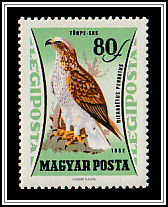 Booted Eagle (Hieraaetus pennatus)