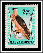 Bearded Vulture (Gypaetus barbatus)