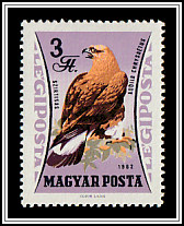 Golden Eagle (Aquila chrysaetos)
