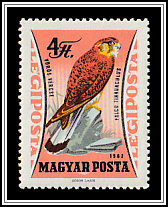 Common Kestrel (Falco tinnunculus)