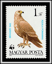 Lesser Spotted Eagle (Aquila pomarina)