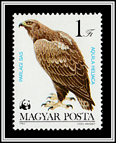 Eastern Imperial Eagle (Aquila heliaca)