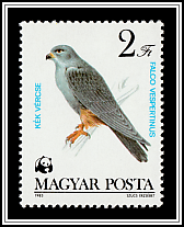 Red-footed Falcon (Falco vespertinus)