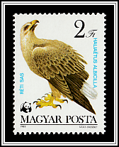 White-tailed Eagle (Haliaeetus albicilla)
