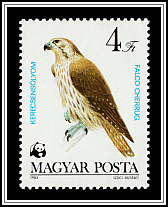 Saker Falcon (Falco cherrug)