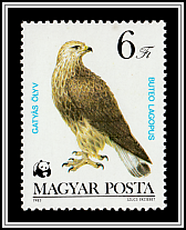 Rough-legged Hawk (Buteo lagopus)