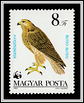Common Buzzard  (Buteo buteo)