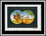 Roaring Red Deer