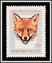 Red Fox (Vulpes vulpes)