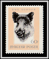Wild Boar (Sus scrofa)