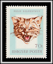 Wildcat (Felis silvestris)