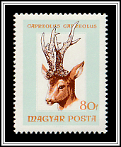 Western Roe Deer (Capreolus capreolus)