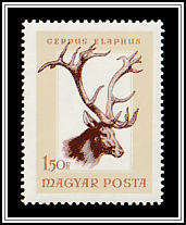 Red Deer (Cervus elaphus)