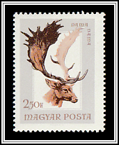 Common Fallow Deer (Dama dama)