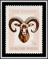 Mouflon (Ovis orientalis orientalis)