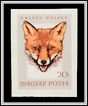 Red Fox (Vulpes vulpes)